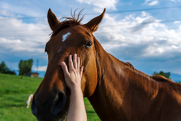 포토 JPG 해외이미지 동물 손 여자 밭 관계 함께함 건강 사랑 사람없음 야외 울타리 반려동물 갈색 머리 믿음 침묵 장비 터치 시골 잡기 부드러움 조랑말 테라피 기어 수의사 타격 해외포토 감정 컬러 컨셉 농업 모션 사람 신체부위 담장 뷰티 소리 의사 말_동물 감각 파일형식 이미지허브