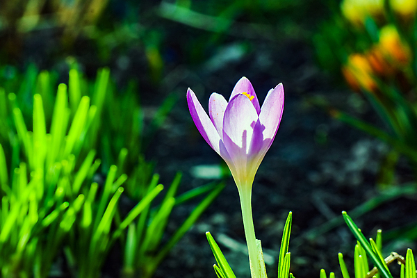 포토 JPG 해외이미지 식물 계절 꽃 분홍색 잎 꽃무늬 자연 사람없음 초록색 물 뷰티 정원 보라색 봄 튤립 벚꽃 흰색 개화 제비꽃 해외포토 자연요소 컬러 무늬 생태계 파일형식 이미지허브