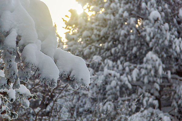 포토 JPG 해외이미지 나무 계절 여행 백그라운드 크리스마스 겨울 자연 하늘 아침 휴가 산 기념 사람없음 야외 목재 빛 햇빛 태양 뷰티 노란색 일출 환경 냉동 얼음 일몰 새벽 추위 흰색 나뭇가지 소나무 저녁 숲 12월 서리 장면 북쪽 전나무 내추럴 폭설 눈내림 가문비나무 해외포토 주간 자연요소 식물 기념일 컬러 재료 눈_날씨 노을 날짜 야간 자연재해 방향 생태계 파일형식 이미지허브