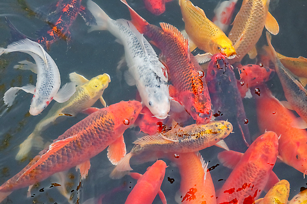 포토 JPG 해외이미지 동물 호수 오렌지 자연 어류 사람없음 빨간색 물 컬러풀 노란색 일본 수중 수영 흰색 연못 황금 금붕어 수족관 잉어 수유 해외포토 자연요소 아시아 컬러 과일 수중동물 수상스포츠 생태계 파일형식 이미지허브
