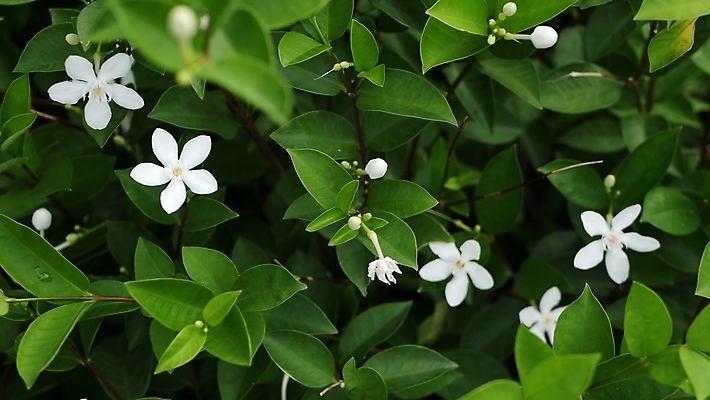 포토 JPG 해외이미지 식물 공원 꽃잎 꽃 백그라운드 잎 꽃무늬 자연 추상 휴식 사람없음 장식 초록색 여름 컬러풀 뷰티 환경 정원 맑음 스파 봄 수확 벚꽃 흰색 나뭇가지 개화 허브 묘사 원예 질감 아로마 내추럴 강렬 블러 이국적 특별함 파라다이스 해외포토 나무 계절 공공시설 컬러 컨셉 무늬 농업 날씨 취미 생태계 파일형식 이미지허브