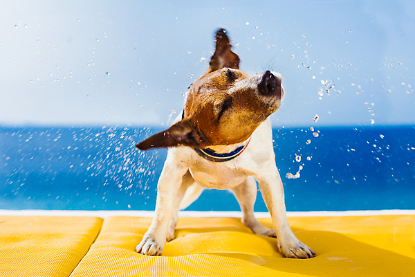 포토 JPG 해외이미지 모션 휴가 휴식 수영장 사람없음 야외 물 반려동물 젖음 개 강아지 털기 해외포토 자연요소 동물 컨셉 포유류 파일형식 이미지허브