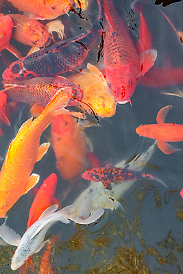 포토 JPG 해외이미지 동물 호수 오렌지 자연 어류 사람없음 빨간색 물 컬러풀 노란색 일본 수중 수영 흰색 연못 황금 금붕어 수족관 잉어 수유 해외포토 자연요소 아시아 컬러 과일 수중동물 수상스포츠 생태계 파일형식 이미지허브