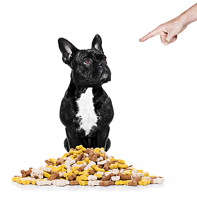 포토 JPG 해외이미지 동물 접시 음식 백그라운드 뼈 건조 건강 사람없음 반려동물 쌓기 식사 저녁식사 환자 아기 대접 사발 유머 개 강아지 아침식사 핥기 큼 먹이 테리어 혀 먹기 기아 배고픔 언덕 잔치 불독 송곳니 프랑스어 점심식사 고립 인내 해외포토 문자 식기 감정 포유류 의학 모션 사람 입 사기그릇 치아 크기 사회이슈 파일형식 이미지허브