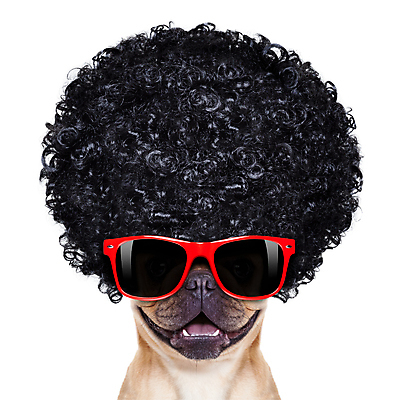 포토 JPG 해외이미지 동물 배너 포스터 종이 휴가 프레임 사랑 사람없음 빨간색 반려동물 선글라스 유행 평화 우주 검은색 희망 공백 방 판넬 신용카드 유머 개 60대 시원함 사인 가발 복고 70대 불독 프랑스어 동성애자 고립 바보 벙어리 히피 해외포토 문자 노년 감정 안경 컬러 컨셉 포유류 금융 파일형식 성소수자 이미지허브