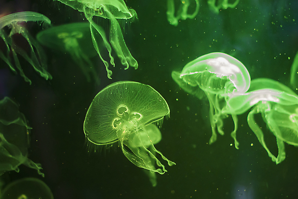 포토 JPG 해외이미지 여러마리 사람없음 초록색 바닷속 수중동물 자포동물 해파리 해외포토 동물 컬러 다수 수중 파일형식 이미지허브