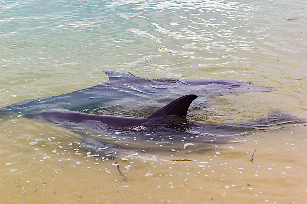 포토 JPG 해외이미지 동물 얼굴 야생동물 모래 바다 여행 포유류 자연 하늘 휴가 미소 사람없음 야외 물 여름 파란색 뷰티 머리 여행객 일출 수영 자유 흰색 원숭이 만 황무지 호주 치아 인도인 돌고래 상어 내추럴 서쪽 터키석 파라다이스 해외포토 자연요소 외국인 계절 컬러 컨셉 표정 어류 사람 동양인 신체부위 노을 수중동물 수상스포츠 소화기관 오세아니아 보석 방향 생태계 파일형식 이미지허브