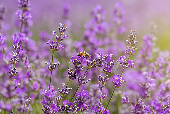 포토 JPG 해외이미지 사람없음 햇빛 뷰티 보라색 라벤더 수평선 해외포토 꽃 컬러 태양 허브 파일형식 이미지허브