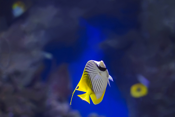 포토 JPG 해외이미지 야생동물 바다 포즈 백그라운드 자연 종류 어류 취미 사람없음 장식 반려동물 노란색 검은색 바닷속 수중 수영 손상 흰색 산호 호주 날것 탱크 여우 지느러미 암초 수족관 서식지 내추럴 고립 이국적 해외포토 동물 컬러 컨셉 포유류 수중동물 수상스포츠 오세아니아 자포동물 생태계 파일형식 이미지허브