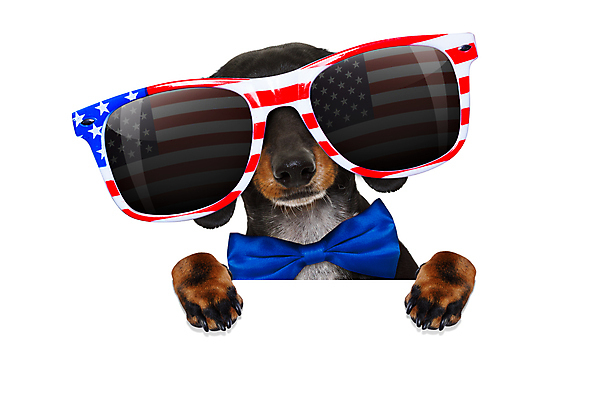 포토 JPG 해외이미지 동물 배너 행복 별 안경 백그라운드 손가락 휴가 사람없음 반려동물 선글라스 축제 미국 자유 축하 깃발 4 유머 소시지 선택 개 선거 닥스훈트 심볼 영웅 기념물 모집 애국심 명예 7월 고립 독립 독립기념일 무료 전국 해외포토 자연요소 손 잡화 기념일 감정 컨셉 북아메리카 포유류 숫자 날짜 가공식품 민주주의 파일형식 이미지허브