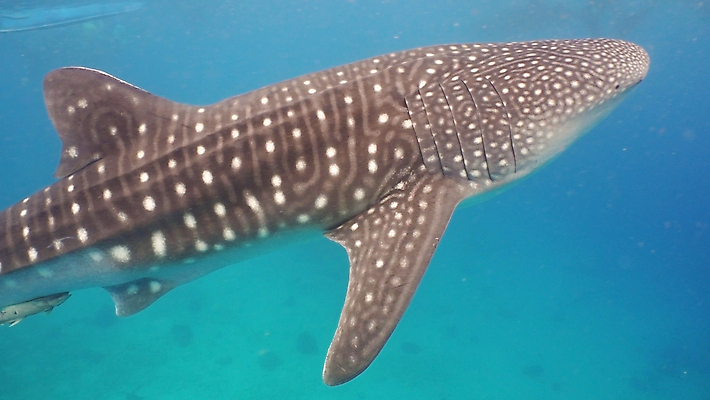 포토 JPG 해외이미지 동물 아시아 야생동물 바다 자연 어류 사람없음 물 파란색 수중 수영 스노클링 큼 고래 다이빙 지느러미 상어 거인 동물상 이국적 해외포토 자연요소 나라 컬러 포유류 조형물 수중동물 수상스포츠 크기 생태계 수중스포츠 파일형식 이미지허브