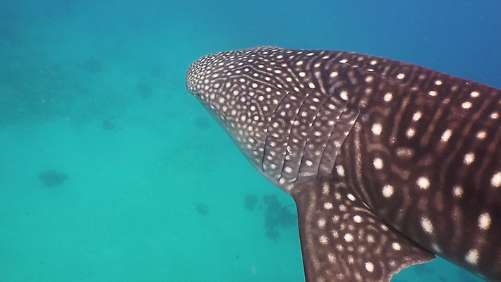 포토 JPG 해외이미지 동물 아시아 야생동물 바다 자연 어류 사람없음 물 파란색 수중 수영 스노클링 큼 고래 다이빙 지느러미 상어 거인 동물상 이국적 해외포토 자연요소 나라 컬러 포유류 조형물 수중동물 수상스포츠 크기 생태계 수중스포츠 파일형식 이미지허브