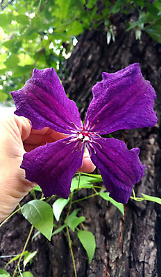 포토 JPG 해외이미지 식물 공원 꽃 아침 거리 사람없음 봄 영원 해외포토 주간 계절 공공시설 파일형식 이미지허브