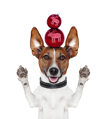 포토 JPG 해외이미지 동물 전통 계절 행복 백그라운드 크리스마스 겨울 공 휴가 새로움 선물 사람없음 장식 빨간색 반려동물 산타클로스 귀여움 축제 기쁨 흰색 축하 아기 유머 개 강아지 큼 12월 테리어 연도 귀 송곳니 고립 여의주 클라우스 해외포토 기념일 감정 컬러 컨셉 포유류 사람 신체부위 날짜 치아 크기 파일형식 이미지허브
