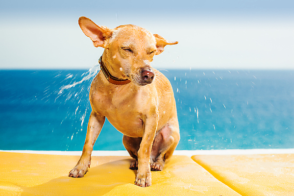 포토 JPG 해외이미지 행복 포유류 모션 휴가 휴식 사람없음 야외 물 반려동물 젖음 개 강아지 치와와 떨림 털기 해외포토 자연요소 동물 감정 컨셉 파일형식 이미지허브