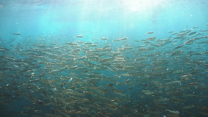 포토 JPG 해외이미지 아시아 야생동물 바다 자연 어류 사람없음 물 파란색 컬러풀 뷰티 수중 산호 은색 생태계 다이빙 암초 고등어 내추럴 청어 해외포토 자연요소 동물 나라 컬러 수영 수중동물 자포동물 수중스포츠 파일형식 이미지허브