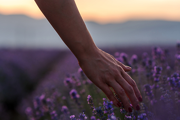 포토 JPG 해외이미지 여자 사람 야외 햇빛 뷰티 보라색 터치 라벤더 해외포토 꽃 컬러 태양 허브 파일형식 이미지허브