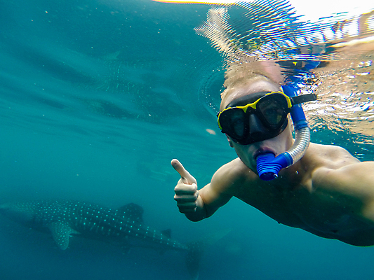 포토 JPG 해외이미지 동물 1 아시아 야생동물 바다 여행 어류 한명 물 파란색 환경 수중 수영 젖음 관찰 만 보트 스노클링 산호 잠수부 위험 큼 고래 다이빙 황소 지느러미 상어 암초 멸종 거인 깊이 동물상 이국적 해외포토 자연요소 나라 컬러 컨셉 배_교통 포유류 모션 사람 조형물 수중동물 수상스포츠 소 자포동물 전문직 크기 수중스포츠 파일형식 이미지허브