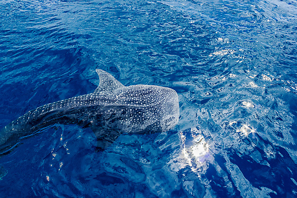 포토 JPG 해외이미지 동물 야생동물 바다 백그라운드 태국 자연 멕시코 어류 사람없음 야외 물 파란색 환경 수중 수영 호주 잠수부 큼 파일럿 고래 다이빙 하와이 인도네시아 상어 거인 몰디브 내추럴 동물상 해외포토 자연요소 직업 아시아 컬러 북아메리카 포유류 조형물 미국 수중동물 수상스포츠 오세아니아 전문직 크기 생태계 수중스포츠 파일형식 이미지허브