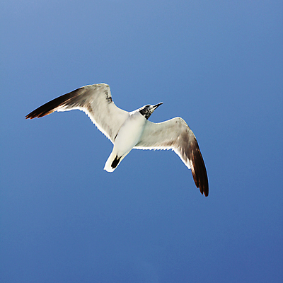 포토 JPG 해외이미지 동물 야생동물 바다 백그라운드 날개 자연 갈매기 조류 하늘 사람없음 물 여름 파란색 자유 흰색 비행 깃털 부리 무료 해외포토 자연요소 계절 컬러 컨셉 생태계 파일형식 이미지허브