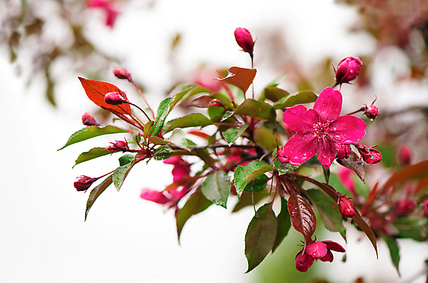 포토 JPG 해외이미지 잎 사람없음 아웃포커스 뷰티 사과꽃 해외포토 식물 꽃 촬영기법 파일형식 이미지허브