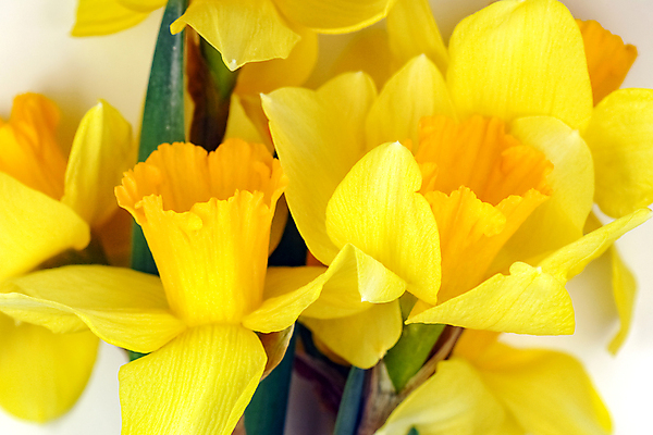 포토 JPG 해외이미지 식물 계절 꽃잎 꽃 꽃다발 꽃무늬 자연 부활절 사람없음 초록색 뷰티 노란색 정원 봄 벚꽃 흰색 신선 개화 수선화 고립 해외포토 기념일 컬러 무늬 생태계 파일형식 이미지허브