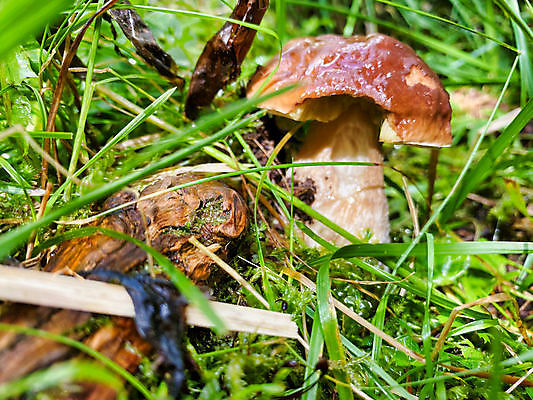 포토 JPG 해외이미지 나무 식물 계절 음식 줄기 백그라운드 잎 다이어트 채소 재료 자연 이끼 요리 사람없음 야외 빨간색 초록색 컬러풀 갈색 노란색 환경 버섯 성장 흰색 신선 숲 상쾌 유기농 건강식 곰팡이 삼림지대 채식주의자 캡모자 해외포토 모자_잡화 웰빙 감정 컬러 건강 생태계 채식 파일형식 이미지허브