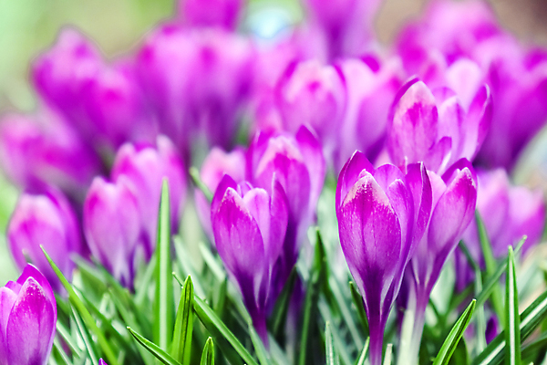 포토 JPG 해외이미지 식물 공원 꽃잎 꽃 분홍색 잎 꽃무늬 밭 자연 사람없음 초록색 여름 뷰티 정원 보라색 봄 튤립 벚꽃 제비꽃 해외포토 계절 공공시설 컬러 무늬 농업 생태계 파일형식 이미지허브