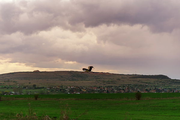 포토 JPG 해외이미지 나무 식물 구름 계절 백그라운드 밭 농업 자연 조류 하늘 날씨 풍경 사람없음 야외 초록색 여름 파란색 빛 농작물 햇빛 태양 뷰티 노란색 황혼 일몰 봄 회색 성장 흰색 시골 황금 땅 부리 장면 천국 넘어짐 동물상 황새 수평선 해외포토 자연요소 동물 산업 컬러 모션 조형물 노을 생태계 파일형식 이미지허브