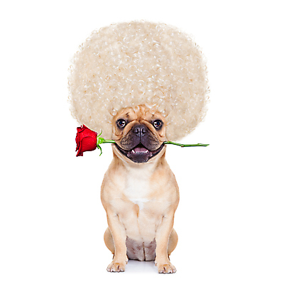 포토 JPG 해외이미지 동물 배너 기념일 행복 휴가 발렌타인데이 선물 사랑 사람없음 야외 빨간색 반려동물 선글라스 장미 칠판 놀람 방 하트 아기 입 신용카드 생일 행운 날짜 개 강아지 시원함 불독 프랑스어 2월 해외포토 모양 문자 꽃 감정 안경 컬러 컨셉 포유류 데이이벤트 표정 사람 이벤트 신체부위 금융 파일형식 이미지허브