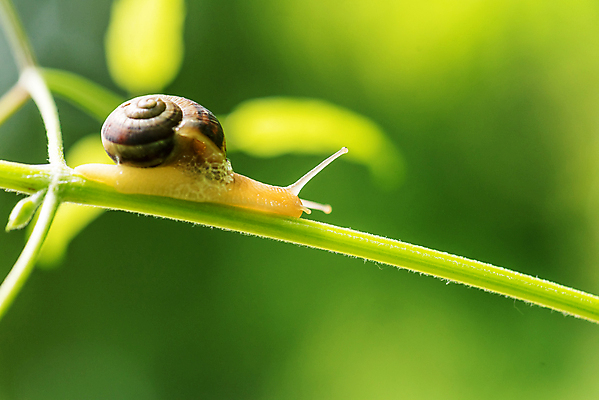 포토 JPG 해외이미지 식물 동물 공원 야생동물 백그라운드 잎 자연 벽지 아침 날씨 추상 사람없음 야외 초록색 물 컬러풀 햇빛 뷰티 갈색 환경 정원 맑음 일몰 봄 활발 물방울 신선 떨어짐 빗방울 순수 생물학 느림 내추럴 열대기후 해외포토 주간 자연요소 계절 공공시설 교육 컬러 컨셉 무늬 태양 노을 비_날씨 생태계 파일형식 이미지허브