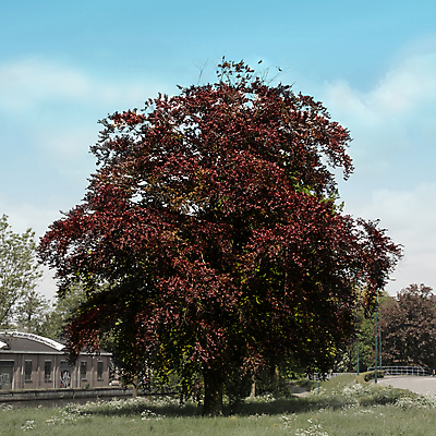 포토 JPG 해외이미지 나무 식물 계절 공원 백그라운드 잎 오렌지 자연 하늘 사람없음 야외 빨간색 초록색 파란색 뷰티 노란색 정원 봄 숲 내추럴 해외포토 공공시설 컬러 과일 생태계 파일형식 이미지허브