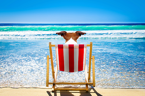 포토 JPG 해외이미지 파도 바다 휴가 휴식 그림자 해변 사람없음 반려동물 태양 여행객 개 휴양지 선베드 해외포토 자연요소 동물 컨셉 의자 포유류 사람 장소 파일형식 이미지허브