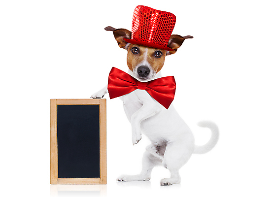 포토 JPG 해외이미지 동물 배너 행복 안경 백그라운드 휴가 새로움 이벤트 사람없음 빨간색 반려동물 선글라스 파티 검은색 칠판 어둠 놀람 기쁨 방 하트 축하 입 생일 유머 우아함 닫기 개 야간 시원함 연도 DJ 클럽 디스코 큐피드 고립 어안 스타일 유흥 해외포토 자연요소 모양 잡화 기념일 감정 음악 컬러 컨셉 포유류 모션 표정 신체부위 춤 파일형식 이미지허브