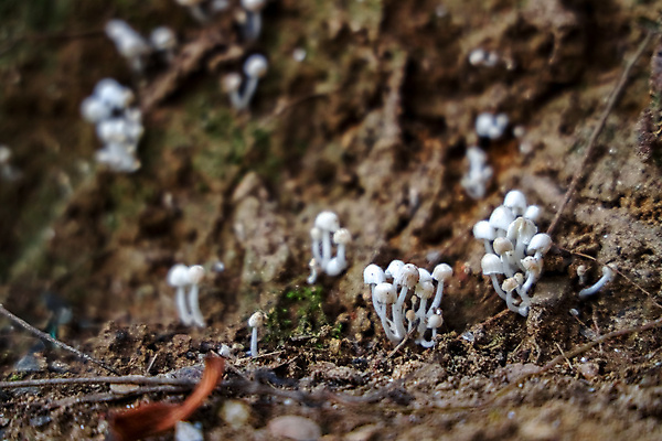 포토 JPG 해외이미지 식물 계절 음식 백그라운드 잎 다이어트 채소 재료 자연 건강 이끼 요리 사람없음 목재 초록색 갈색 노란색 식사 버섯 흰색 신선 그룹 맛 숲 유기농 날것 내추럴 곰팡이 그물버섯 식용 채식주의자 캡모자 해외포토 나무 모자_잡화 웰빙 컬러 컨셉 생태계 채식 파일형식 이미지허브