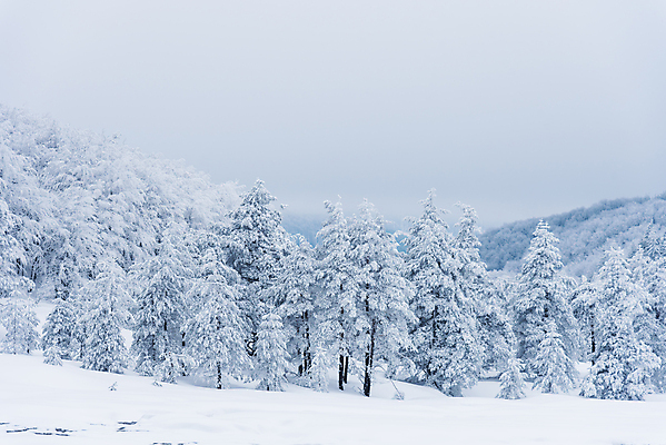 포토 JPG 해외이미지 나무 계절 백그라운드 겨울 밭 자연 벽지 하늘 날씨 휴가 산 파노라마 사람없음 야외 목재 세계 뷰티 맑음 냉동 얼음 놀람 추위 안개 흰색 시골 황무지 숲 즐거움 서리 장면 지역 전나무 눈보라 불가리아 뿌연 웅장함 눈내림 해외포토 자연요소 식물 감정 컬러 농업 재료 눈_날씨 촬영기법 표정 생태계 파일형식 남유럽 이미지허브
