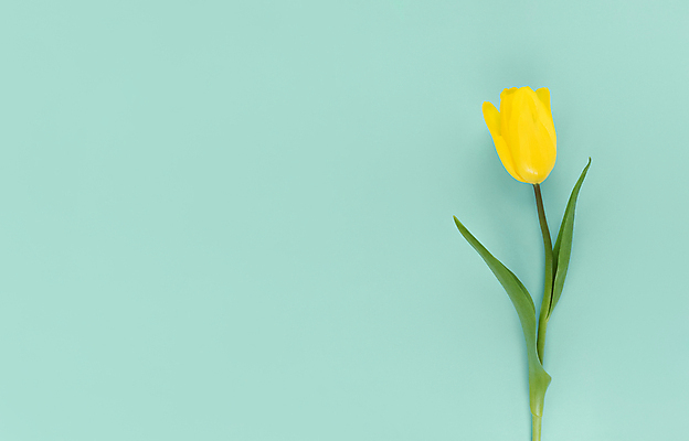 포토 JPG 해외이미지 하늘색 실내 사람없음 튤립 미니멀 해외포토 꽃 내부 파란색 파일형식 이미지허브
