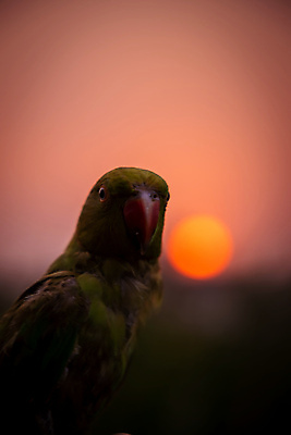포토 JPG 해외이미지 동물 응시 실루엣 포즈 날개 오렌지 창문 자연 조류 낚시 불꽃 휴식 주택 앉기 사람없음 빨간색 파란색 반려동물 컬러풀 햇빛 태양 뷰티 일출 황혼 일몰 새벽 회색 자유 저녁 깃털 비둘기 부리 앵무새 낚시꾼 고립 혼자 해외포토 자연요소 시선 컬러 컨셉 과일 모션 불 레저 촬영기법 건물 노을 야간 생태계 파일형식 이미지허브