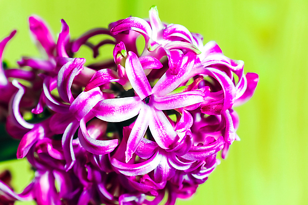 포토 JPG 해외이미지 식물 꽃잎 꽃 분홍색 꽃무늬 자연 사람없음 파란색 뷰티 장미 정원 보라색 봄 벚꽃 흰색 라일락 고립 히아신스 해외포토 계절 컬러 무늬 생태계 파일형식 이미지허브