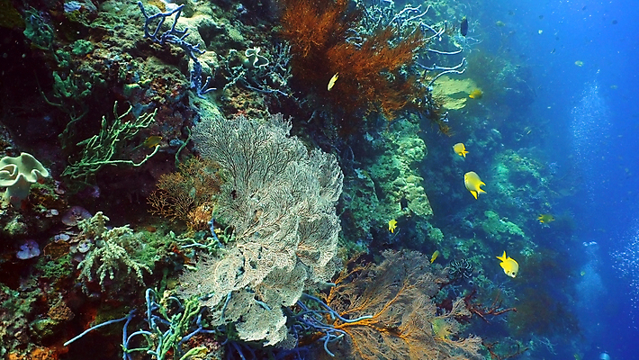 포토 JPG 해외이미지 바다 자연 사람없음 바닷속 수중 산호초 열대어 수중사진 해외포토 어류 수중식물 생태계 파일형식 이미지허브