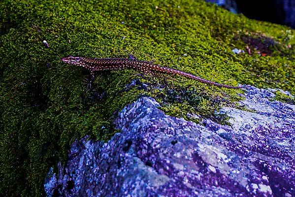 포토 JPG 해외이미지 주간 동물 척추동물 유럽 야생동물 벽 북아메리카 파충류 자연 사람없음 야외 옆모습 가로 컬러풀 미국 이탈리아 닫기 작음 스위스 눈금 도마뱀 캘리포니아 내추럴 집게발 해외포토 자연요소 나라 뷰포인트 컬러 모션 아메리카 크기 생태계 파일형식 이미지허브