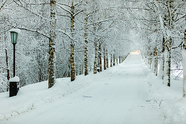 포토 JPG 해외이미지 나무 길 겨울 자연 사람없음 야외 눈 가로수 해외포토 자연요소 식물 계절 날씨 생태계 파일형식 이미지허브