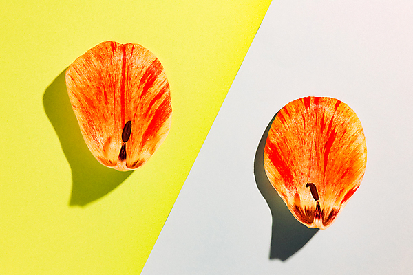 포토 JPG 해외이미지 식물 기념일 꽃잎 꽃 결혼 백그라운드 잎 꽃무늬 패턴 자연 추상 선물 사람없음 장식 가로 컬러풀 뷰티 보라색 축제 봄 벚꽃 축하 인사 신선 생일 그룹 변화 우아함 혼합 큼 감사 심플 엽서 부드러움 구성 섞기 헤딩 많음 카피스페이스 해외포토 계절 감정 컬러 컨셉 무늬 이벤트 축구 공백 예절 감각 크기 편지 생태계 파일형식 이미지허브