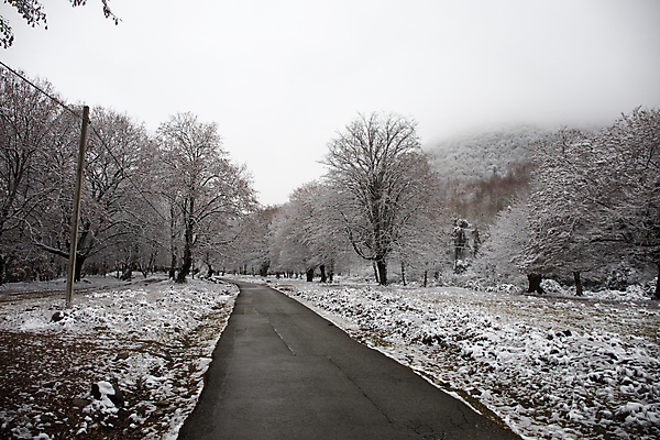 포토 JPG 해외이미지 나무 도로 겨울 자연 사람없음 야외 눈 가로수 해외포토 자연요소 식물 계절 길 교통시설 날씨 생태계 파일형식 이미지허브