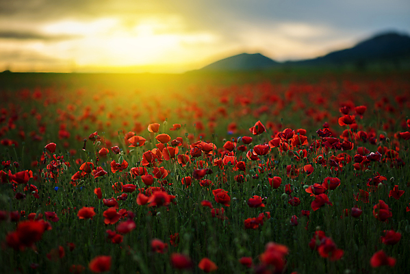 포토 JPG 해외이미지 구름 계절 꽃 백그라운드 꽃무늬 밭 농업 자연 하늘 풍경 사람없음 야외 빨간색 초록색 여름 빛 컬러풀 햇빛 태양 뷰티 노란색 일출 환경 맑음 일몰 봄 새벽 꿈 벚꽃 시골 신선 저녁 땅 장면 양귀비 내추럴 강렬 수평선 해외포토 자연요소 식물 산업 컬러 무늬 날씨 노을 야간 생태계 파일형식 이미지허브
