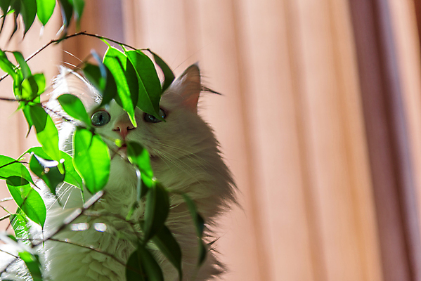 포토 JPG 해외이미지 나무 동물 1 응시 계절 아침 휴식 수염 털 실내 앉기 사람없음 야외 초록색 여름 반려동물 태양 귀여움 맑음 고양이 흰색 나뭇가지 관찰 가득함 싱글 솜털 무료 해외포토 주간 자연요소 식물 시선 컬러 컨셉 포유류 모션 날씨 내부 파일형식 이미지허브