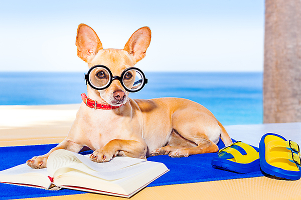 포토 JPG 해외이미지 나무 안경 휴가 휴식 슬리퍼 앉기 사람없음 책 반려동물 태양 유머 개 강아지 읽기 치와와 비치타올 안경낌 해외포토 자연요소 식물 동물 잡화 감정 신발 컨셉 포유류 모션 수건 파일형식 이미지허브