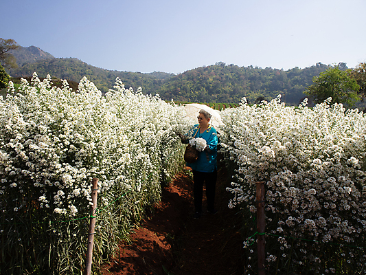 포토 JPG 해외이미지 식물 라이프스타일 공원 여자 꽃 행복 우산 휴식 한명 동양인 야외 바구니 정원 은퇴 다발 등나무 옛날 커터 해외포토 나무 1 공공시설 감정 컨셉 사람 인종 생활 파일형식 이미지허브