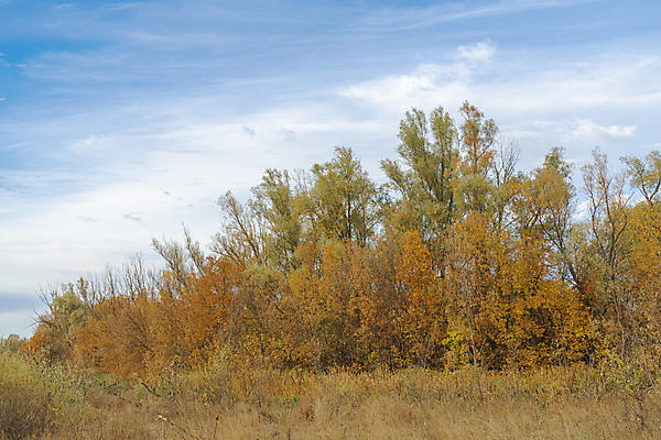 포토 JPG 해외이미지 나무 식물 여행 백그라운드 자연 하늘 사람없음 초록색 파란색 빛 컬러풀 햇빛 태양 뷰티 일출 황혼 새벽 산책 안개 시골 황금 저녁 숲 오솔길 땅 천국 내추럴 방법 밭일 생태학 해외포토 자연요소 교육 길 컬러 날씨 휴식 노을 일몰 야간 생태계 파일형식 이미지허브
