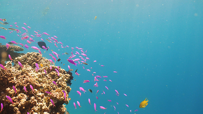 포토 JPG 해외이미지 야생동물 바다 자연 어류 풍경 사람없음 물 컬러풀 정원 바닷속 수중 산호 다이빙 암초 석호 깊이 이국적 해외포토 자연요소 동물 컬러 수영 수중동물 자포동물 생태계 수중스포츠 파일형식 이미지허브